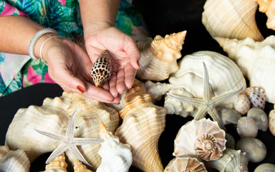 Identifying Florida Seashells – Beachcombing Magazine