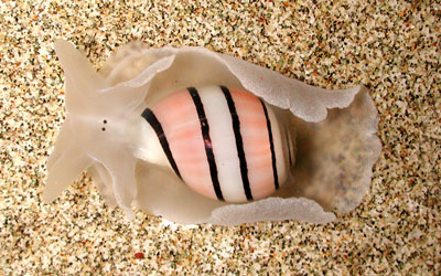 great pink sea snail