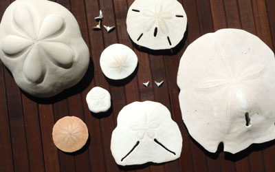 A Beachcomber's View: A Closer Look at Sand Dollars