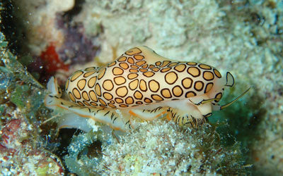 Flamingo Tongue Snail