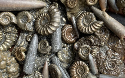 Fossil Hunting Trip to the Jurassic Coast