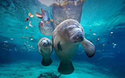 Manatee: Lady of the Sea