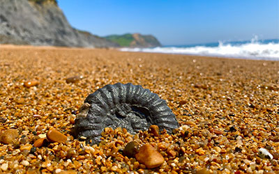 Fossil Hunting Along the Jurassic Coast