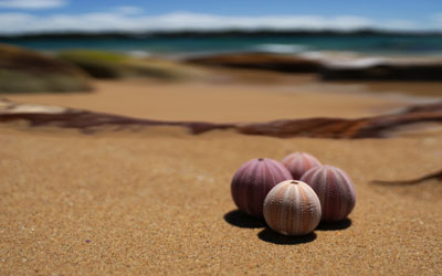 Sea Urchins: Rare beauty. Incredible diversity. Perfect symmetry.