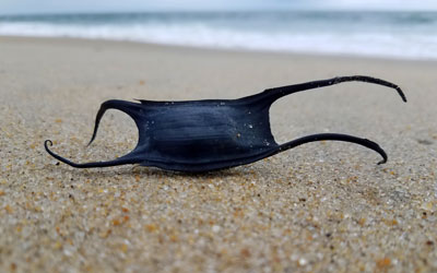 A Mermaid’s purse