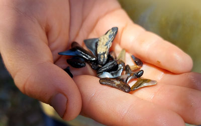 Shark Tooth Hunting