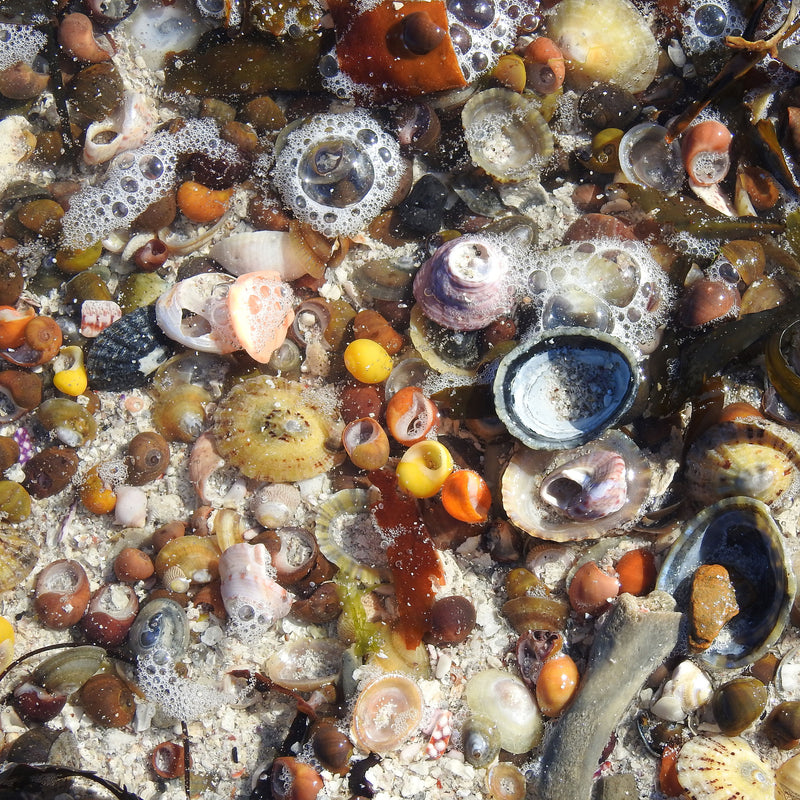 Beachcombing Volume 48: May/June 2025