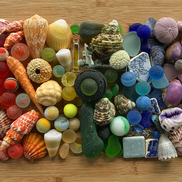 Colorful Chiton Shells – Beachcombing Magazine